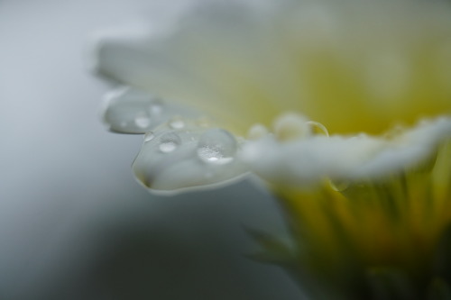 「雫」sony a6400LAOWA 65mm F2.8 2X Ultra Macro APO