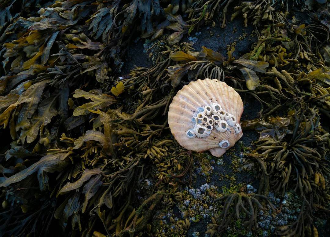 diaphanee:  Shell on a bed of seaweed, Portobello beach, Edinburgh.Summer ‘16