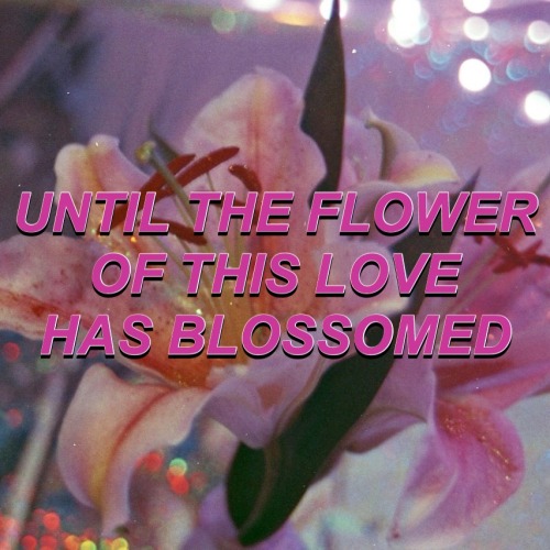 INTERMISSION: fLoWer / / ZAYN