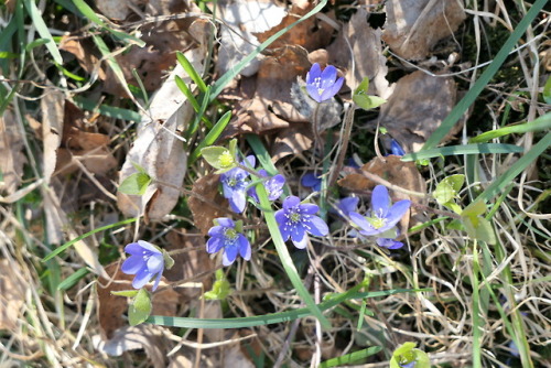 Anemone hepatica — common hepatica