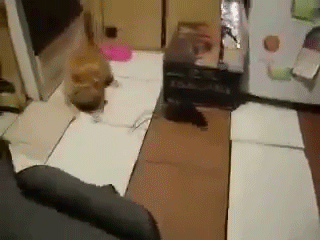 sizvideos:  Mouse Attacks CatVideo