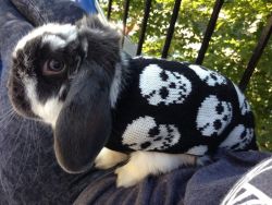 plantables:  swirlette:  rock on bun  100% punk cuteness   marinakaye