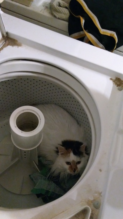 So this is my old lady Seto. Roommate found her napping in the washer today. Not sure is she’