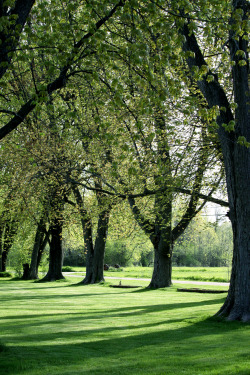 walking-geema:….those maples are finally leafing out