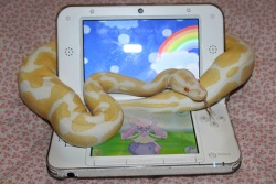 snakesenpai:  Eros really likes my 3DS apparently. 