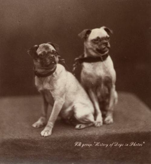 Queen Victoria’s pugs Topsey and Minnie , 1877