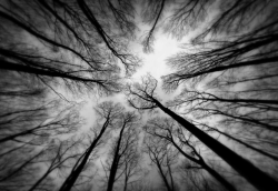 nubbsgalore:  barren trees revealing fractal patterns in the forest canopy. photos by (click pic) alberto di donato, joanna antosik, jphotography, stephen sellman, mathieu, lubos kovac, vittorio poli 