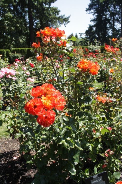 I’ve been meaning to go to the Rose Test Garden some time this summer, and finally did yesterday.