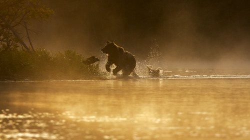 I took this picture early one morning on the Chilcotin river. The mood with the mist and early light were wonderfully eerie. This big female suddenly came splashing around the bend cutting right through the light. I was so in awe I almost forgot to...