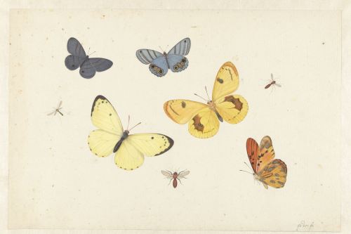 laclefdescoeurs:Sheet with Five Butterflies, a Wasp and Two Flies, 1664-93, Pieter Withoos