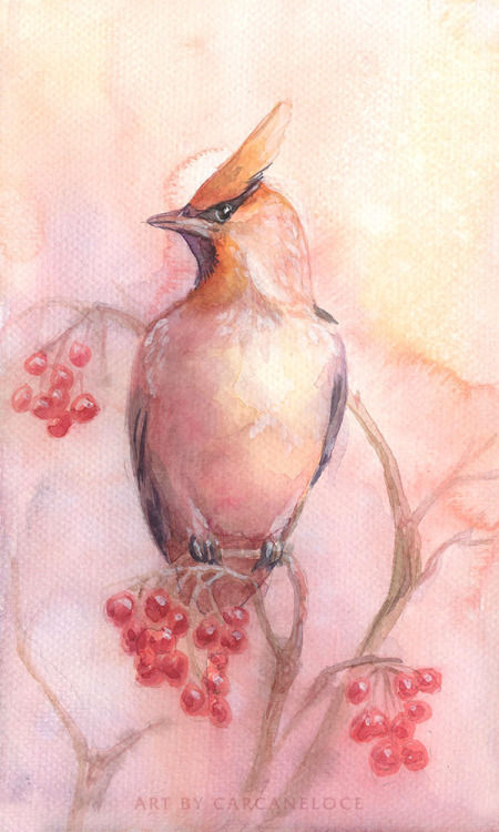 Waxwings! Japanese, Bohemian, Cedar. VK | Twitter | Instagram 