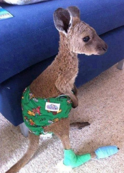awwww-cute:  Baby kangaroo saved from Australian