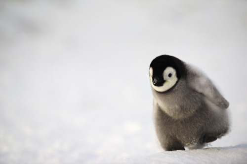  Run! by Daniel Armbruster Via Flickr: A single Emperor penguin chick close to the colony. 