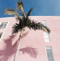 bel-air-mermaid:  Pink Palm 