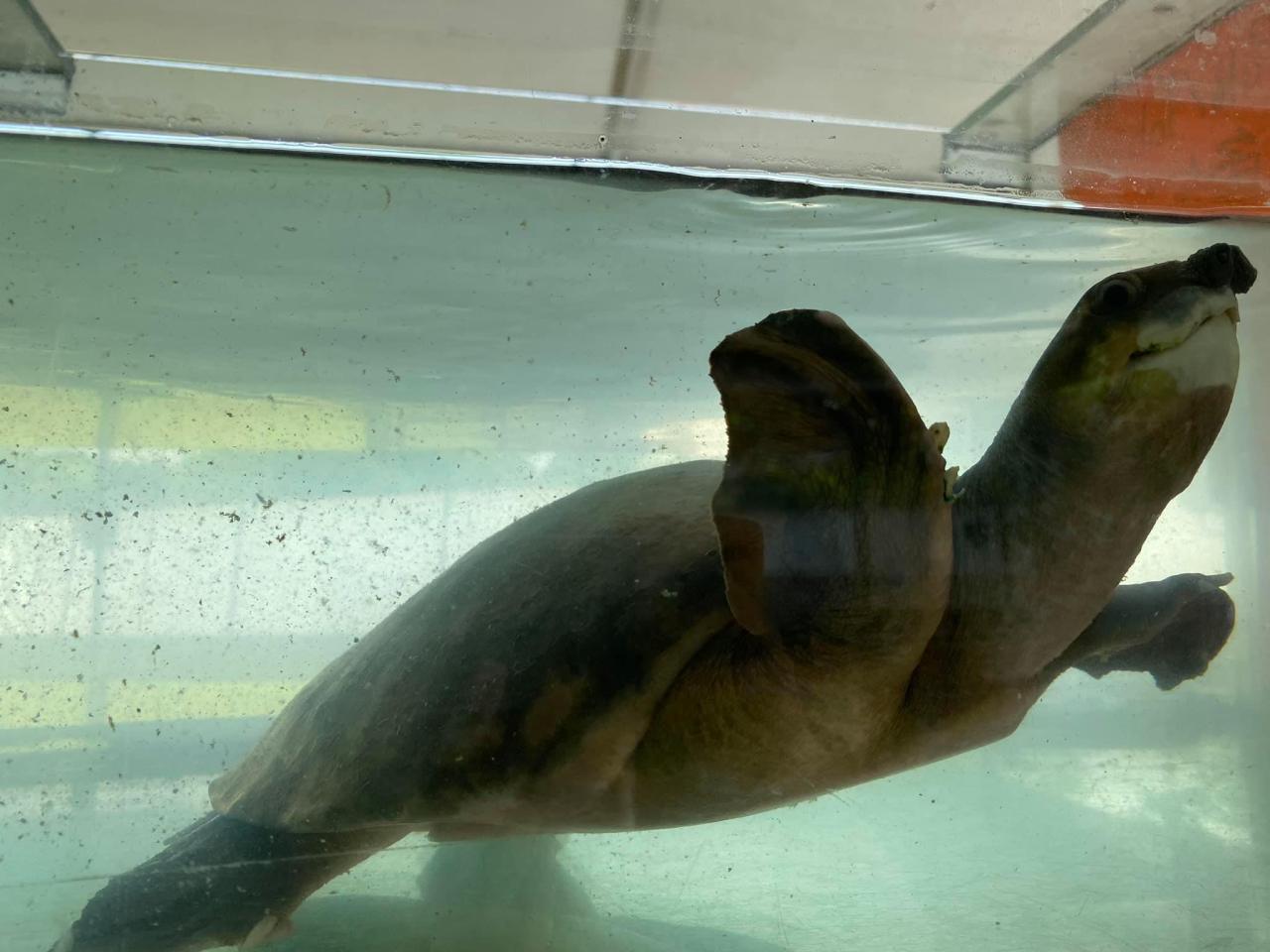 Wandering Nessie An Adventure At The Live Turtle Tortoise Museum Wandering Nessie An Adventure At The Live Turtle Tortoise Museum