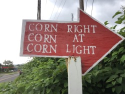 liathepenguinologist:  corn right corn at corn light