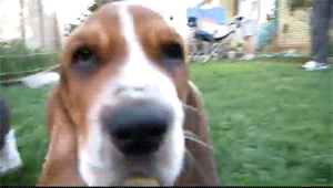 hounddogsrunning:  HIIIIYEEEE!!! 