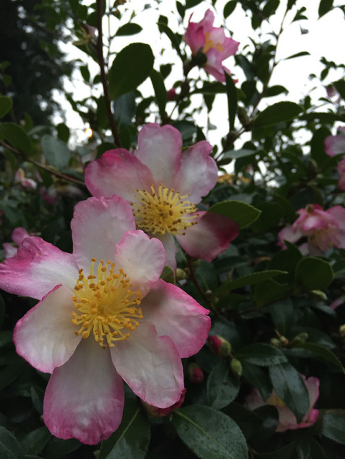 variegated camelia