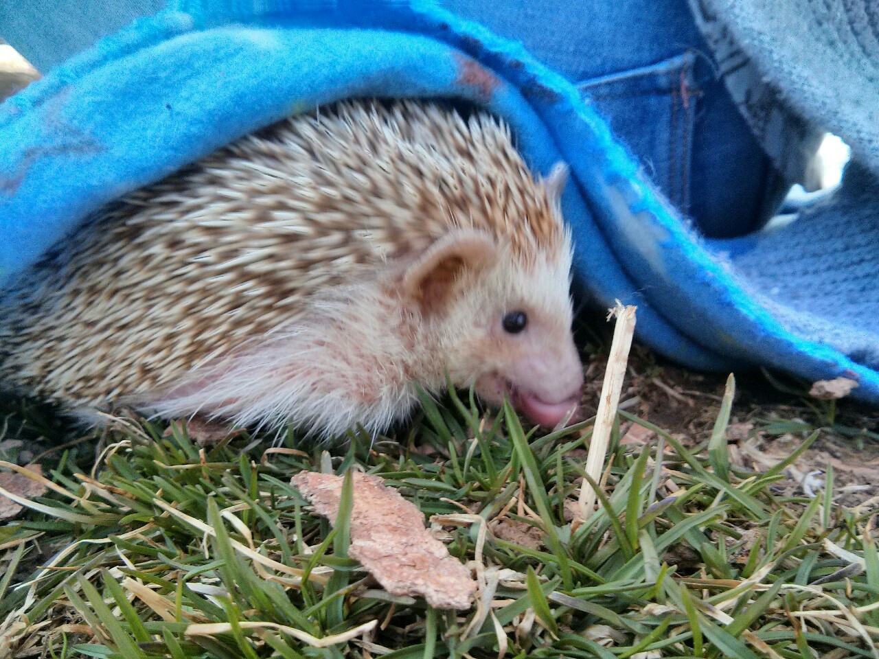 I was so nice and took Bramble to the park to eat bugs but she was just sticking out her tongue and being rude.
- Liz