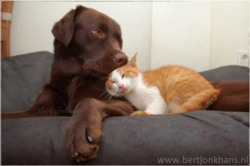 Dogs & Cats Living Together…Mass Hysteria! — Cute Overload