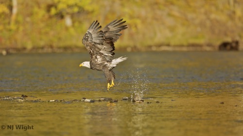 (Click to go large with this one)
Bald eagles are magnificent! This was taken on a little break from shooting grizzlies. (top right!) For more eagle action, check out two baldies fighting over salmon in Bald Eagle Salmon Strut.