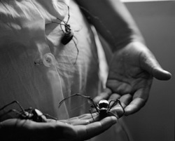 joeinct:  Nephila Madasgascariensis in the hands of a spinner, Antanan, Photo by Johnnie Shand Kydd