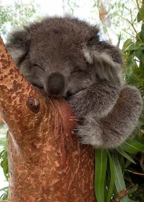 wildlifepower:KOALAS TIME!!!Read More