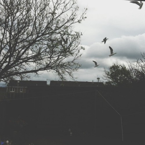 rolacolaandalex:  FLY, MY PRETTIES! by Alex Lewis on EyeEm 