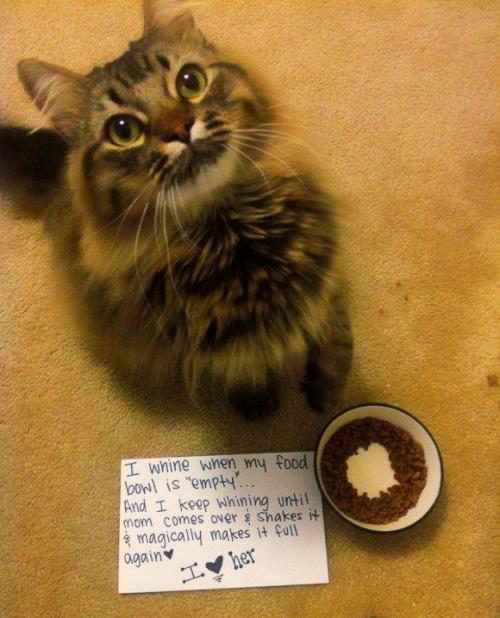 pleatedjeans:  Cat Owners Will Understand (24 Pics) 