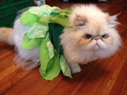 lucifurfluffypants:  Happy Halloween! I’m Tinkerbell! What are you dressing up as?  Angry fairy.  Lol.