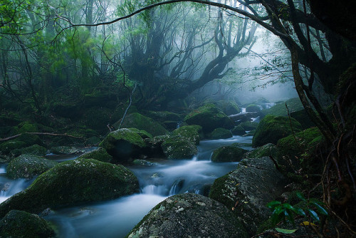 Mononoke forest, Yakushima island by caseyyee on Flickr.