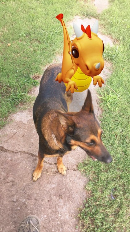morganray311: chasingtrophywhitetails:   thatssogayman:   reddirtgirl95:   si3rra-xox:   carolina-viking:   russdom:   oldwarhorse1775:   moosemarine:   downhomebrunette:  red-faced-wolf:   Reblog this with a picture of your dog       Bonus with my uncles