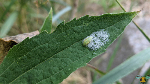 Meadow Spittlebug Nymph - Philaenus spumariusSpit! Has someone passed by these plants and purposely 