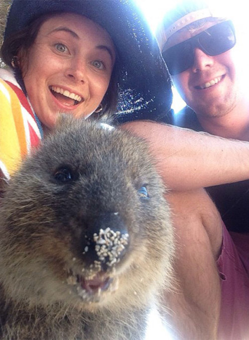 angel-beast89:britbratthebat:baby-make-it-hurt:spooningleads24king:boredpanda:Quokka Selfie Is Cutes