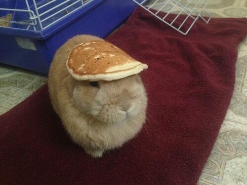 phieulowinsyou:  If you’re down, here’s a picture of a bunny with a pancake on it’s head.  masterdean94