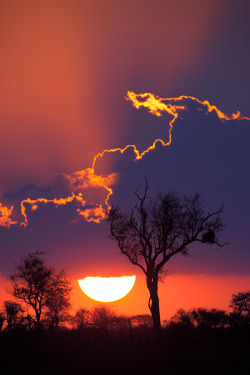 tect0nic:  Sunset in Kruger by Mario Moreno via 500px. 