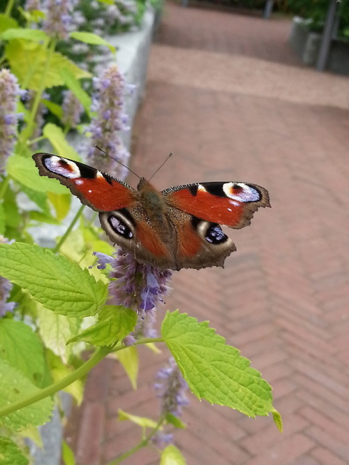 An European peacock, painted lady and beebles from Kaisaniemi Botanical Garden today