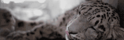 https://64.media.tumblr.com/6c75959b4928ba2e6e4ef8e3f79f4a3e/tumblr_n4k7vdiIFt1tx1rdvo1_500.gif