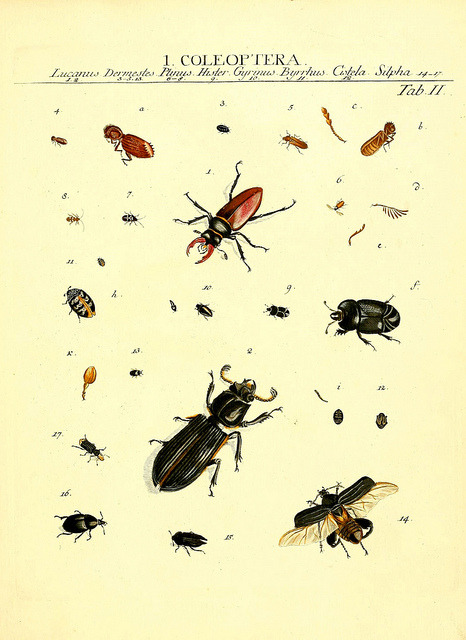 wapiti3:  The types of insects Linnaei and Fabrice icons, illustrated / by John James Roemer. on Flickr. Publication info Vitoduri Helvetorum :Prostat apud Henric. Steiner et Socios,MDCCLXXXIX [1789] BHL Collections: Smithsonian Libraries 