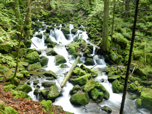 blackforestnature: Fairies might live here at Teichbach in Simonswaelder Tal.