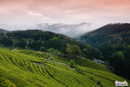 asianmemories: Green Tea Farm por Jong Soo(Jose) Choi Por Flickr: 보성, Korea