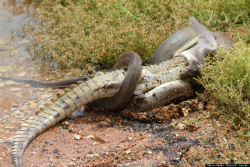 lightkeyblade:  After a long-fought battle in Australia, a python bested a crocodile and swallowed the reptile whole over a span of several hours in Queensland, Australia. The snake reportedly fought the croc for five hours in Lake Moondarra. Winning