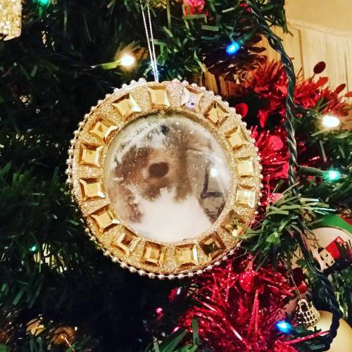 Jubby is on our Christmas tree! #jubby #jubbybunny #rabbit #lop #minilop #hollandlop #cute #kawaii #