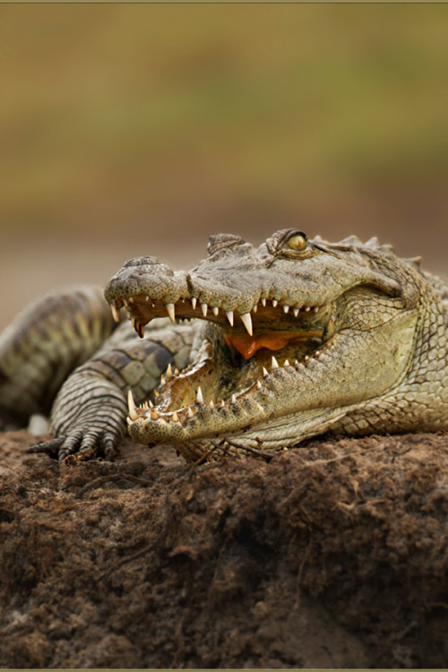 Porn photo archangvl:  Nile Crocodile | Sandra Rademaker