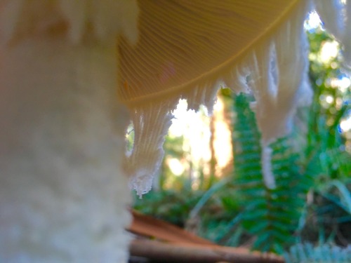 Forest fungi iPhone photography. A smart phone camera, with its tiny camera and ability to get close
