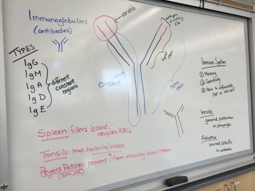 i-heart-anatomy-and-physiology:Whiteboard notes from class- lab#8awwwwwwwwwwwww