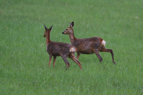 Roe deer, one of them very pregnant. A sudden movement from a bird scared them, but they soon realis