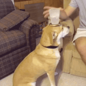 gifsboom:  Video: Guy’s Loyal Dog is Always by His Side