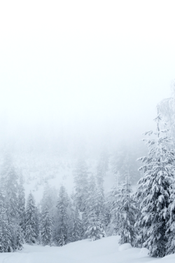 cknd:   Winter Fog by Tiina Törmänen |