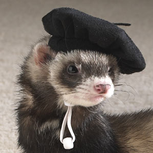 androgyn:  snakecats:  the ferret twins, us brothers two we don’t do things most ferrets do i am a painter, bold and proud my strokes precise, my colors loud i illustrate for ferretkind with shades and hues both intertwined i am a pilot, in command